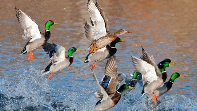 Ducks flying water landing wings free wallpaper - medium preview image
