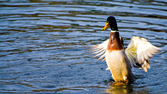 Duck wings spread water side free wallpaper - medium preview image