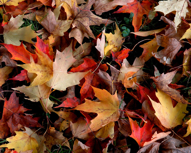 Leaves on ground in grass free wallpaper - medium preview image