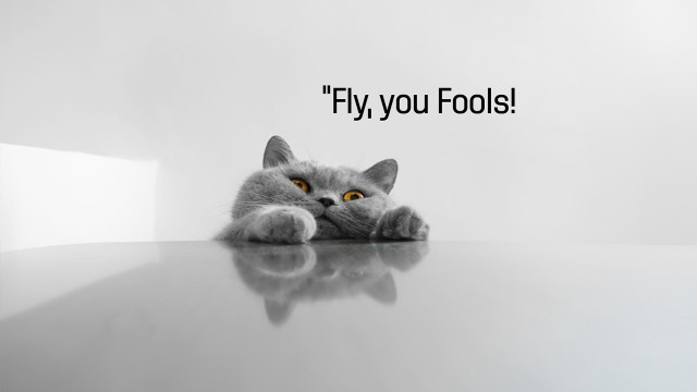 Cat laying table caption fly free wallpaper - medium preview image