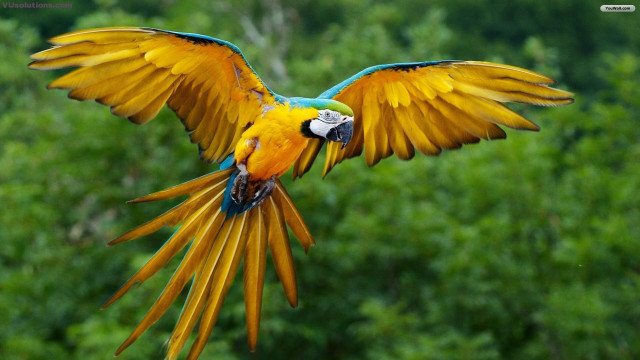 Colorful bird flying wings spread #8 free wallpaper - medium preview image