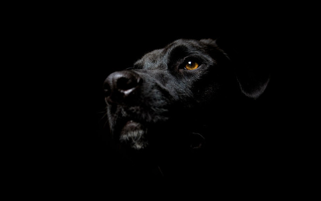 Black dog yellow eye looking #3 free wallpaper - medium preview image