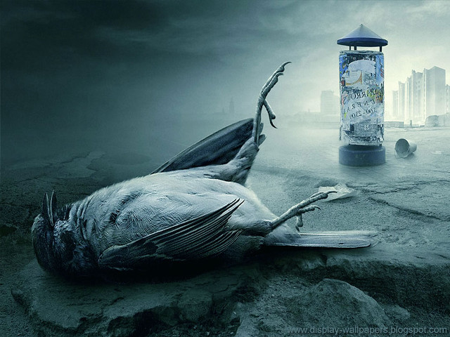 Dead bird streetlight trashcan city free wallpaper - medium preview image