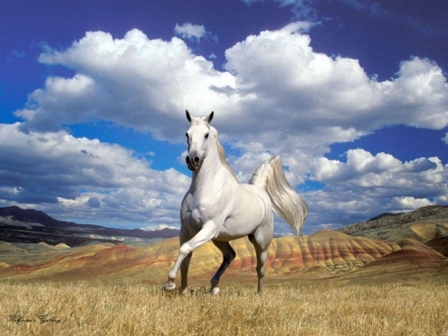 White horse running dry grass free wallpaper - medium preview image