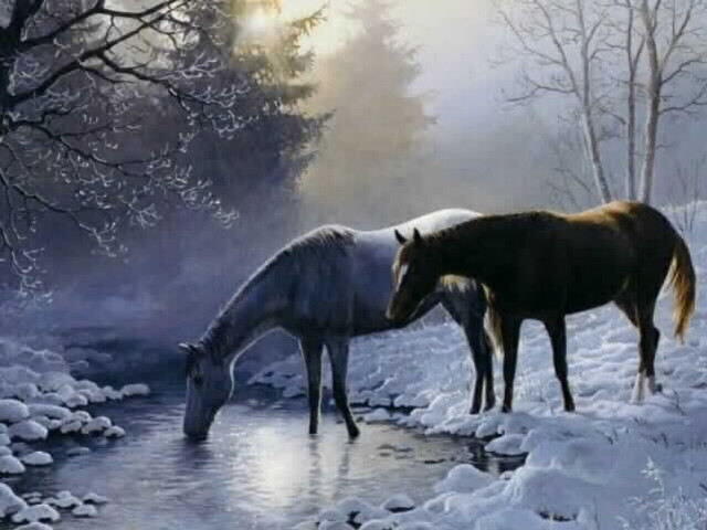 Horses drinking water stream snow free wallpaper - medium preview image