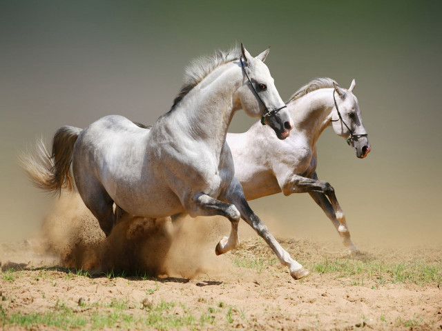 Two horses running dirt wild #3 free wallpaper - medium preview image