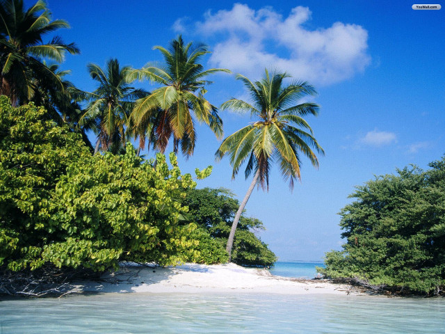Beach palm trees blue sky #19 free wallpaper - medium preview image