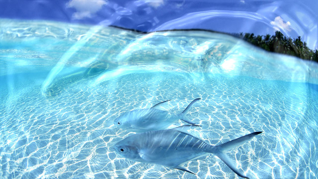 Fish swimming pool water sky #2 free wallpaper - medium preview image