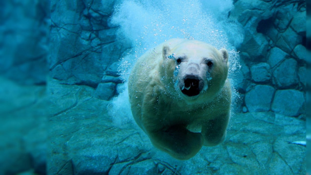 Polar bear swimming water rocks #4 free wallpaper - medium preview image