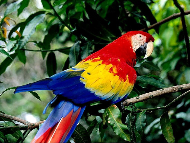 Colorful parrot perched branch tree #2 free wallpaper - medium preview image