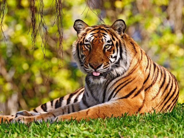 Tiger laying grass trees bushes #4 free wallpaper - medium preview image