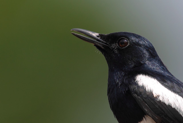 Black white bird macro green free wallpaper - medium preview image