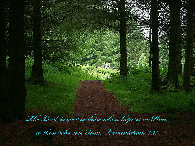 Path in woods bible verse free wallpaper - medium preview image