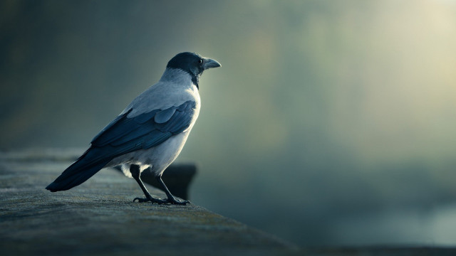 Bird standing on ledge in free wallpaper - medium preview image