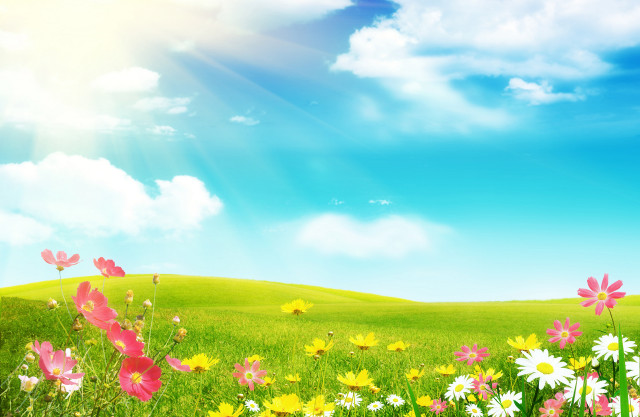 Field of flowers blue sky #9 free wallpaper - medium preview image