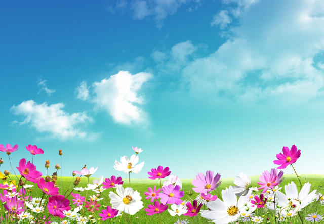 Field of flowers blue sky #5 free wallpaper - medium preview image