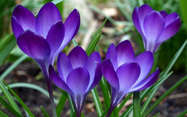 Purple flower group grass sunny free wallpaper - medium preview image