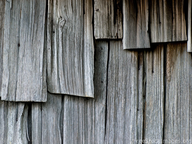 Wooden wall bird perched close free wallpaper - medium preview image