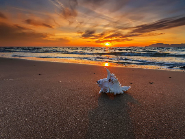 Shell beach sunset sun clouds free wallpaper - medium preview image