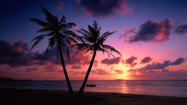 Palm trees beach purple sky free wallpaper - medium preview image
