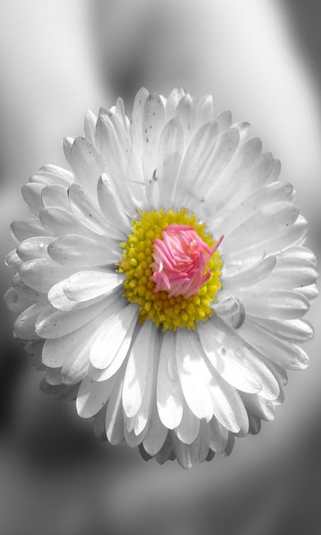 White flower pink center macro free wallpaper - medium preview image