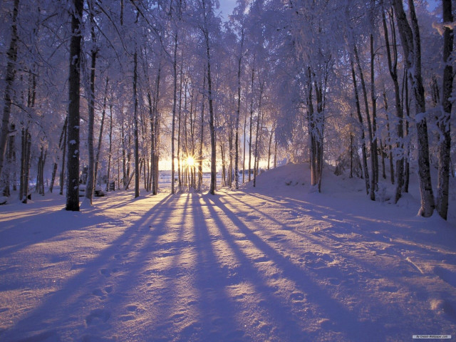 Snowy path forest sunlight trees #7 free wallpaper - medium preview image