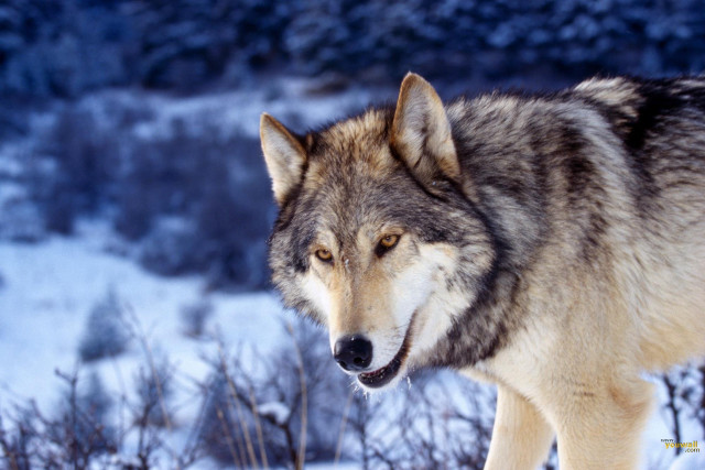 Wolf walking snowy field trees free wallpaper - medium preview image
