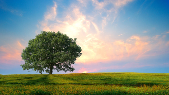 Lone tree grassy field pink free wallpaper - medium preview image