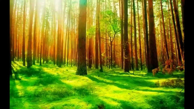 Green forest trees grass sunlight free wallpaper - medium preview image