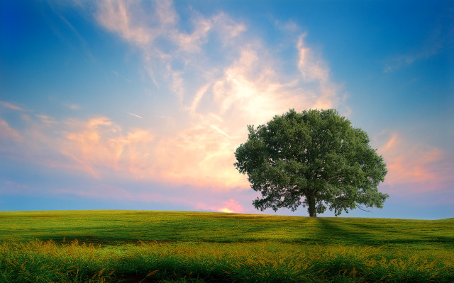 Lone tree grassy field pink #2 free wallpaper - medium preview image