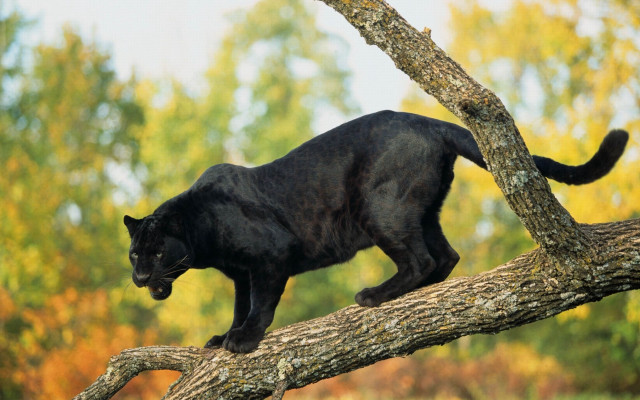 Black cat climbing tree branch free wallpaper - medium preview image