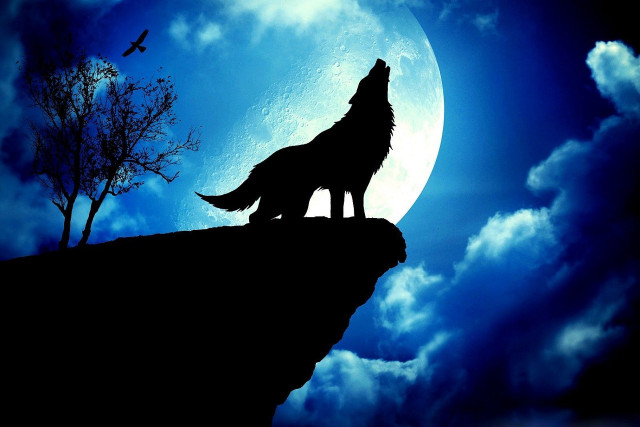 Wolf cliff moon plane tree free wallpaper - medium preview image