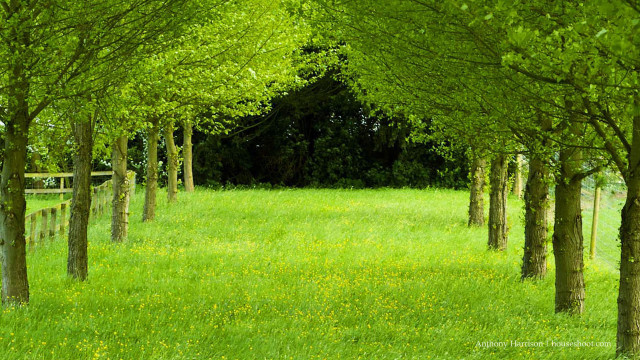 Trees grassy field fence flowers free wallpaper - medium preview image