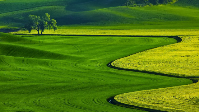 Green field tree hill background #2 free wallpaper - medium preview image