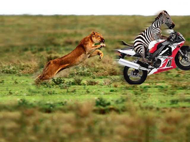 Lion chasing motorcycle zebra field free wallpaper - medium preview image
