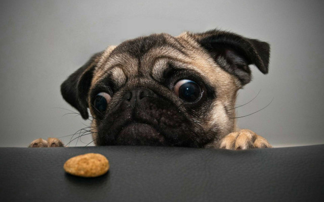 Dog looking peanut table paw free wallpaper - medium preview image