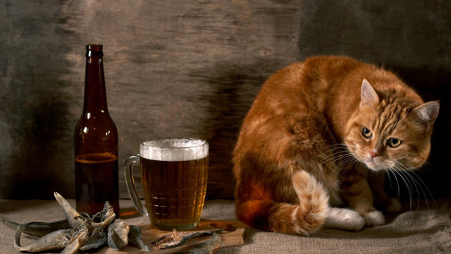 Cat beer table bones drinks free wallpaper - medium preview image