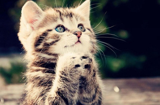 Kitten pawing camera hind legs free wallpaper - medium preview image