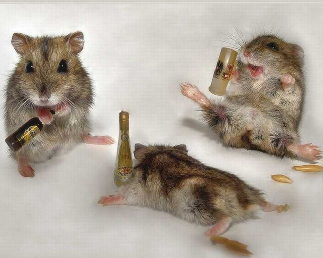 Mice eating drinking wine together free wallpaper - medium preview image