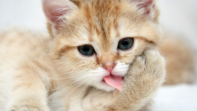 Small kitten tongue hanging out #2 free wallpaper - medium preview image