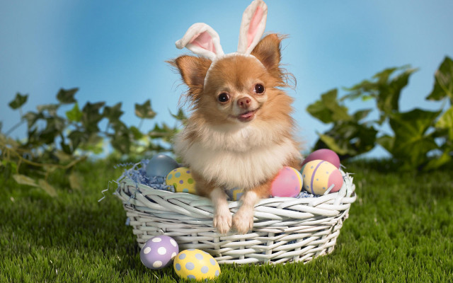 Small dog basket eggs bunny free wallpaper - medium preview image