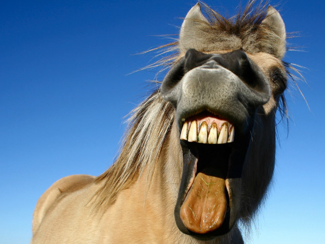 Horse open mouth tongue smile free wallpaper - medium preview image