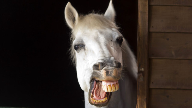 White horse mouth open teeth free wallpaper - medium preview image