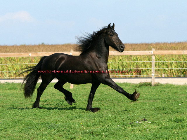Black horse running grass fence free wallpaper - medium preview image
