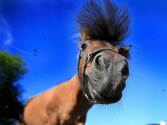 Horse long mane field sky free wallpaper - medium preview image