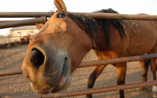 Horse fence pen background truck free wallpaper - medium preview image