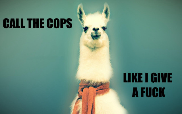 Llama belt neck caption says free wallpaper - medium preview image