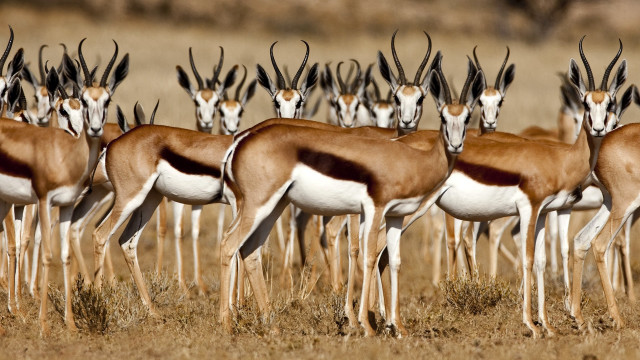 Gazelle herd dry grass field free wallpaper - medium preview image