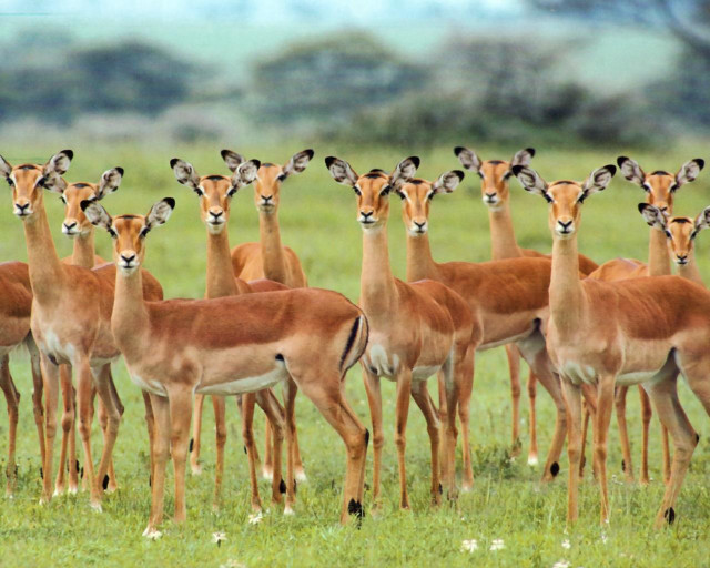Gazelle herd lush green field free wallpaper - medium preview image