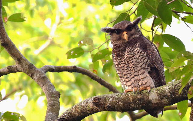 Bird perched tree branch leaves free wallpaper - medium preview image